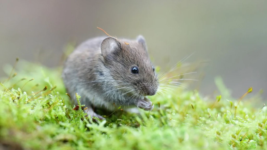 Scientists Develop Eye Drops That Give Mouse Eyes Photosynthesis