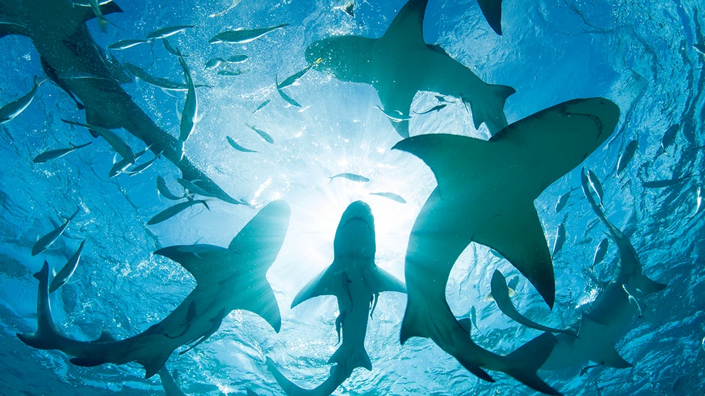 Bahamian Sharks Test Positive for Cocaine, Caffeine, and Painkillers