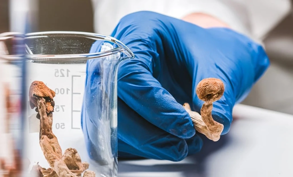 Single Psilocybin Dose Reshapes Brain Function and Anatomy