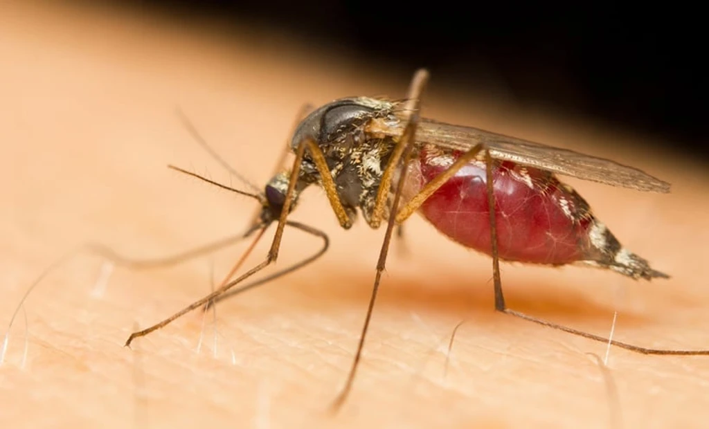 Scientists Uncover 'Indispensable' Protein for Malaria Parasite