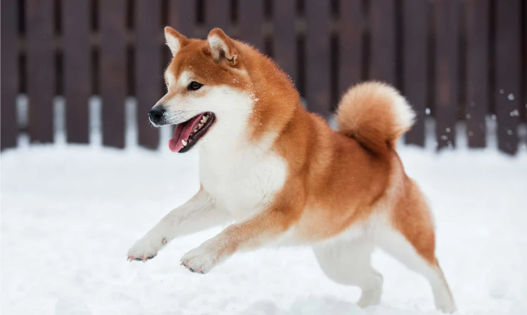Shiba Inu Faces Selling Pressure as 40B Tokens Flood Exchanges