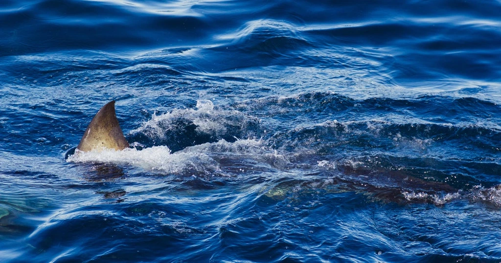 Spearfisher Killed in Fatal Shark Attack on Great Barrier Reef