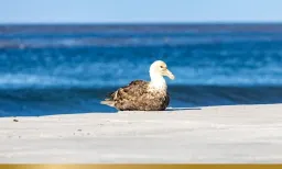 Australia Allocates $113M After H5N1 Bird Flu Detections
