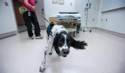 Angus, C. Difficile Sniffing Dog, Retires After Decade of Service