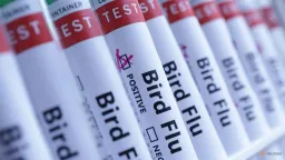 Australia Confirms First H5 Bird Flu Case in Migratory Seabird