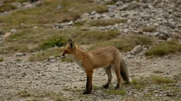 Wildlife Surveillance: Foxes and Birds as Early Warning for Antibiotic Resistance