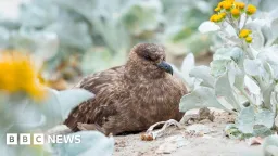 Australia Confirms First Mainland H5N1 Case as Virus Reaches Every Continent