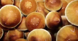 Saskatchewan MP Proposes Legislation to Expand Psilocybin Therapy Access