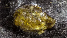 World's Oldest Amber Predates Dinosaurs by 150 Million Years