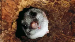 Animal Thermoregulation: Nature's Extreme Survival Strategy