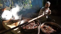 Ayahuasca Compound Shows Promise in Easing Depression