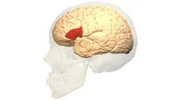 Doctor Identifies Speech Center of Brain After 1861 Autopsy