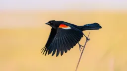 US Bird Populations Accelerating Decline in Key Hotspots, Study Reveals