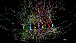Brain's Memory Center Is 'Prewired,' Not a Blank Slate, Study Finds