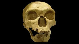 Neanderthal Brains Were More Similar to Modern Humans Than Previously Believed