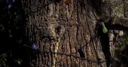 B.C. Panelists Warn Province Failing to Protect Old-Growth Forests
