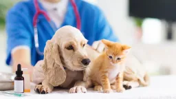 Slash Pet Medication Costs: Smart Shopping Strategies for Savvy Owners