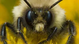Bumblebee Queens' Secret: Underwater Survival Revealed