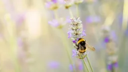 Queen Bees Survive Winter by 'Breathing Underwater' in Hibernation