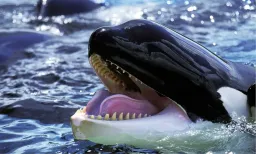 Bitcoin Whales Reenter Market at $71K Amid Fear