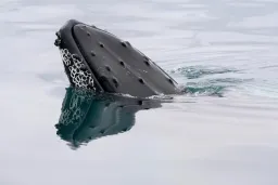 Bitcoin Whale Wakes After 12 Years, Moves $40M