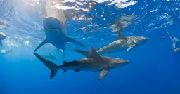 Sharks in Bahamas Found with Caffeine, Painkillers, Cocaine in Blood