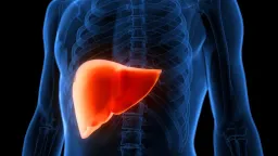 Cannabis Compounds Reverse Fatty Liver in Mice