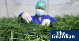 Cannabis Lacks Efficacy for Most Mental Health Conditions, Major Review Finds