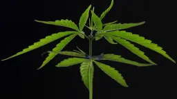 Cannabis Compounds Linked to Weight Loss and Better Metabolic Health in Obese Mice