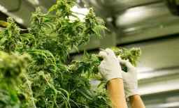 Cannabis Use Linked to Impaired Working Memory in Young Adults