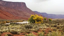 Plants Tap Groundwater, Reducing Colorado River Flow