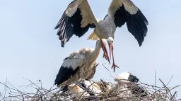 Croatia's Stork Village: Where Birds Outnumber Pensioners