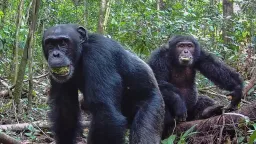 Ugandan Chimpanzees Fracture, Descend into Lethal Conflict