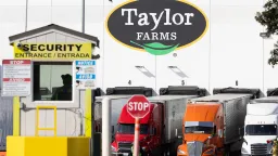 FDA Confirms Taylor Farms Iceberg Lettuce as Cyclospora Outbreak Source