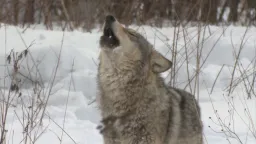 Chernobyl Wolves Show Genetic Adaptations to Radiation