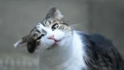 Decoding the Head Shake: Why Your Pet's Shaking Isn't Always About Fun
