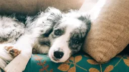 Shorter Front Leg Strides: A Physical Marker for Canine Dementia