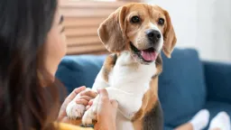 Dogs and Longevity: Health Benefits Backed by Science