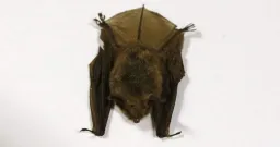 Ontario Child Dies From Rabies After Bat Exposure