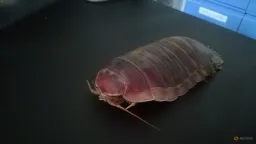 Deep-Sea Isopods Survive Years Without Food via Genetic Adaptation