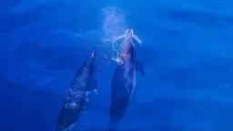 Electronics Chemicals Found in Dolphin and Porpoise Brains