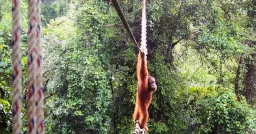 Orangutan Makes History Crossing Road Via Canopy Bridge