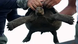 Giant Tortoises Return to Galápagos Island After 150-Year Absence