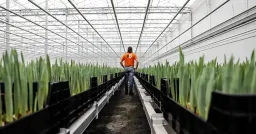 Madeira Farm Turns Bitcoin Mining Heat into Greenhouse Gold
