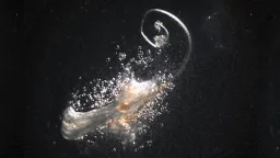 Scientists Grow Functional Hair Follicles in Lab, Advancing Baldness Cure Research