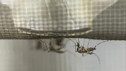 France Deploys Millions of Sterile Mosquitoes to Combat Disease Vectors