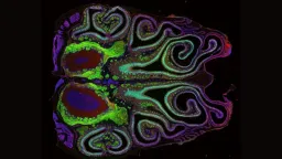 Mouse Nose Map Reveals Organized Smell Receptors