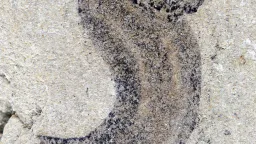 Complex Animal Groups Predate Cambrian
