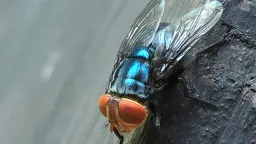 Flesh-Eating Parasite Reemerges in US After Decades of Eradication