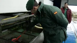 Global Crackdown Targets Billion-Euro Eel Smuggling Rings